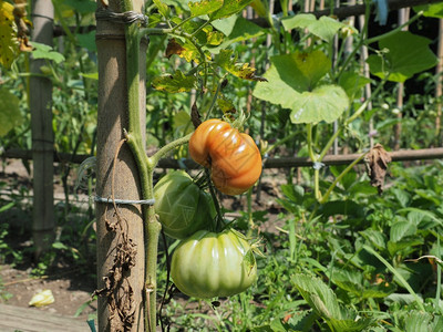 蔬菜园又加或植物园中的番茄种植蔬菜园中的番茄种植蔬菜园中的番茄种植图片