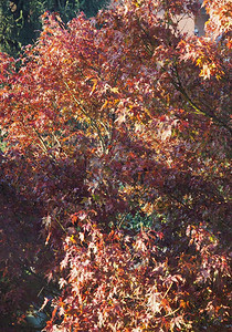 红树叶作为背景有用树叶背景图片