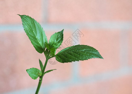 薄荷薄荷x胡椒又名香脂植物薄荷图片