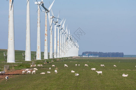荷兰农村风力涡轮机和绵羊图片