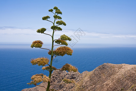 加那利群岛LaPalma加那利群岛的洛基海岸有备用植被图片