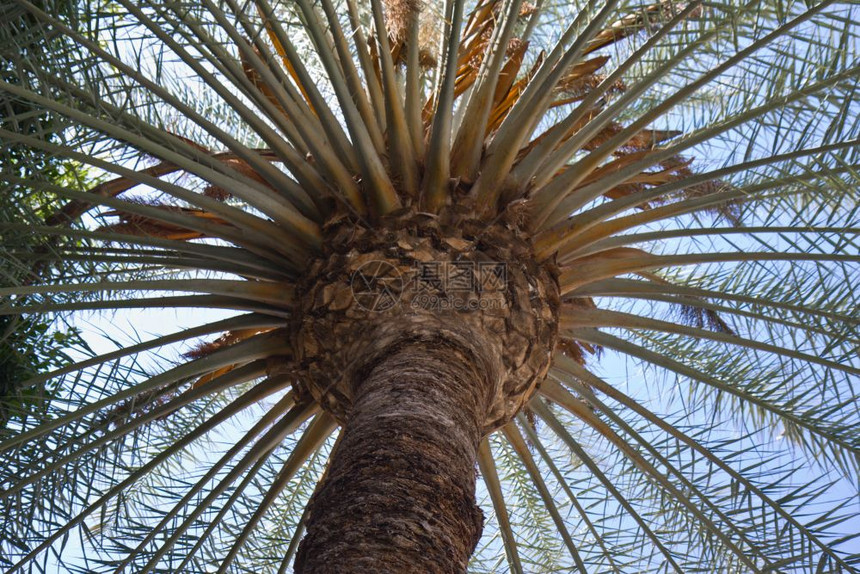 面对加那利群岛拉帕尔马大棕榈树图片