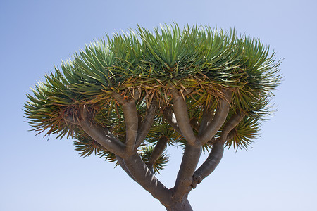 卡那利群岛拉帕尔马的龙树图片