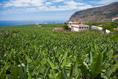 加那利群岛拉帕尔马大型香蕉种植园图片