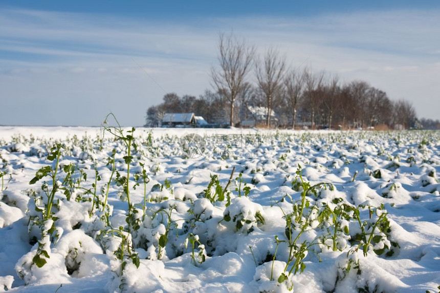 荷兰冬季农业作物图片