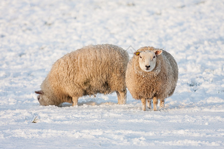 荷兰冬季风景和雪中绵羊的荷兰冬季风景雪中绵羊覆盖着草地寻找背景图片