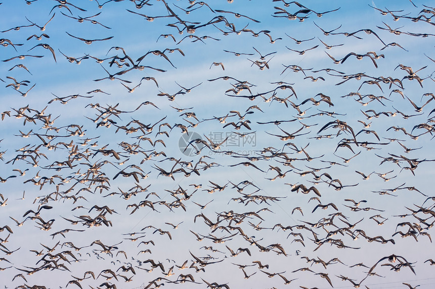 野鹅在荷兰的蓝色天空中飞越佛莱沃兰上空的背景图片