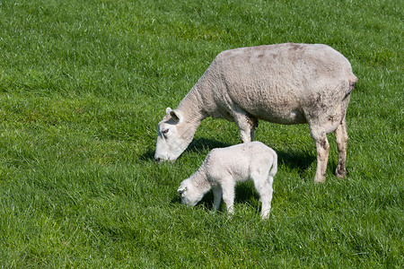 荷兰的羊和羔图片