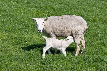 口渴的年轻羊羔由母亲喂养背景图片