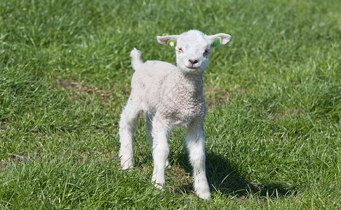 在荷兰草地里的小羊羔自然的高清图片素材