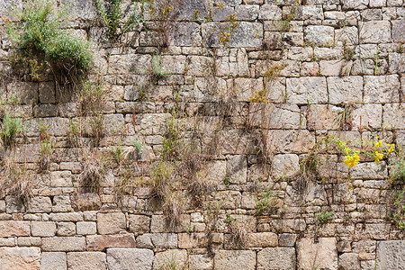 旧砖墙有常春藤背景图片