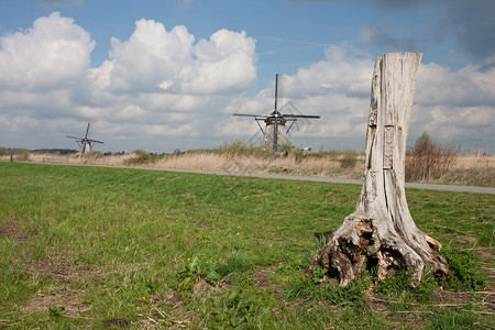 荷兰风景树干和传统风车乡村的高清图片素材