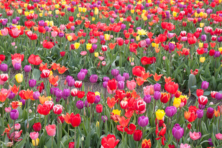 荷兰许多彩色美丽的郁金香图片