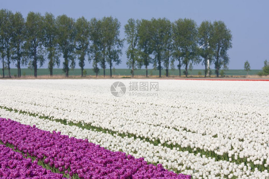 荷兰的白色和紫郁金园图片