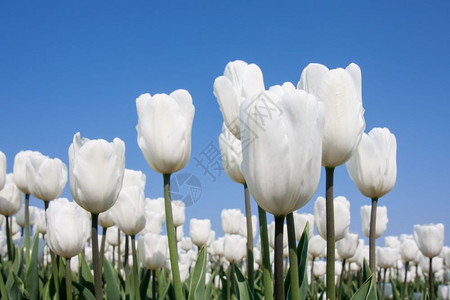 白色郁金香和蓝天空的大面积复活节高清图片素材