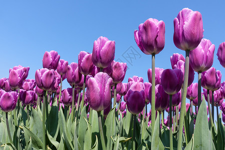 荷兰紫色郁金香图片
