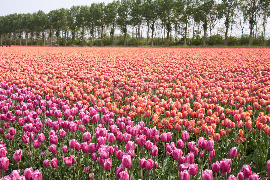 荷兰美丽的紫色和粉红郁金园图片
