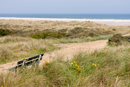 荷兰海岸沙丘和滩图片