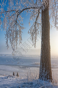 荷兰冬季风景树木覆盖着无霜和蓝天空背景图片