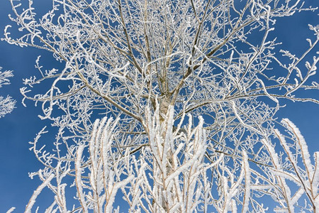 冬季风景树木覆盖着无霜和天空背景冬季风树木覆盖着无霜和蓝天空背景图片