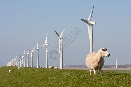荷兰风车和羊图片