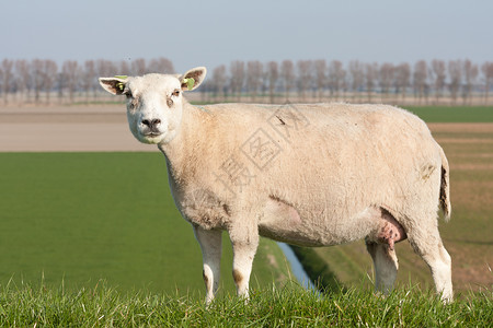 荷兰Flevoland牧场的羊群图片