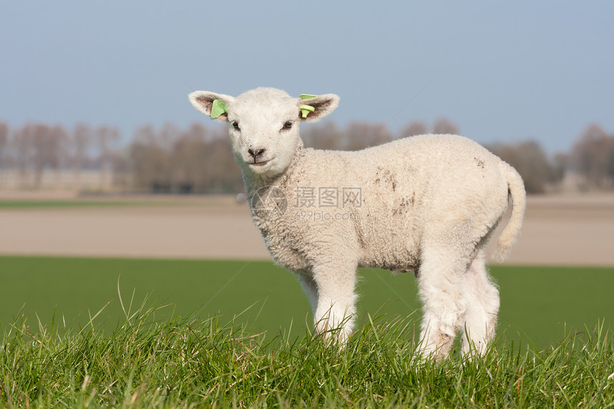 荷兰春天的可爱羊羔图片