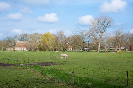 荷兰农舍和马匹的牧场图片