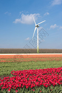 荷兰有风力涡轮机的大荷兰彩色郁金园图片