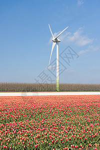 红色郁金香田后面的荷兰风力涡轮机图片