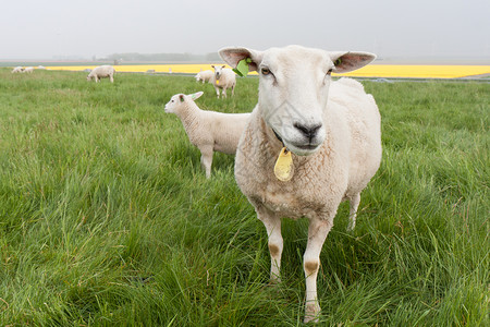 来自荷兰的好奇羊领域高清图片素材