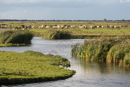 荷兰公园的湿地和马匹Oostvaardersplassen图片