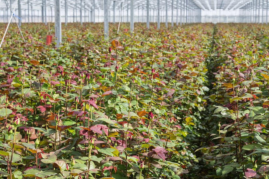 在一个大型荷兰温室的玫瑰种植图片
