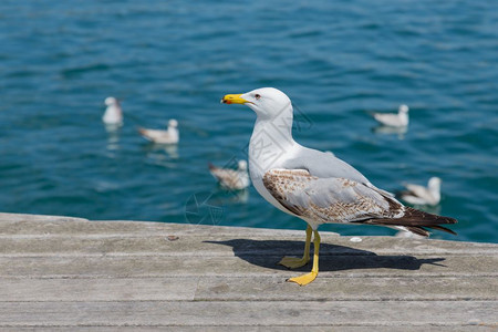 巴塞罗那港一个木制码头的海鸥图片
