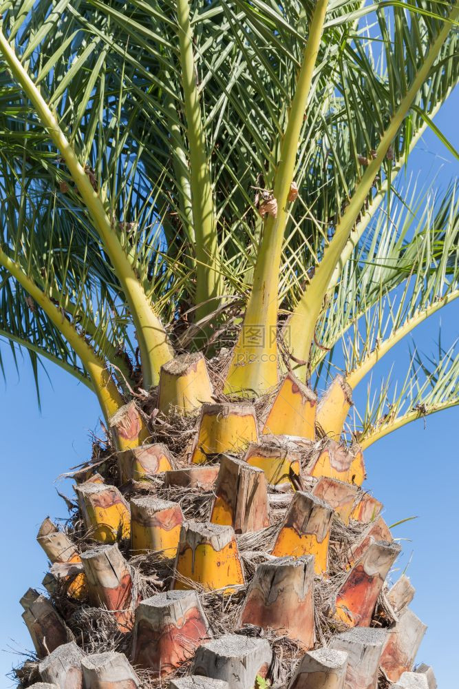 棕榈与蓝天的交汇图片
