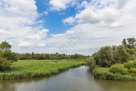 荷兰公园DeBiesbosch的沼泽图片