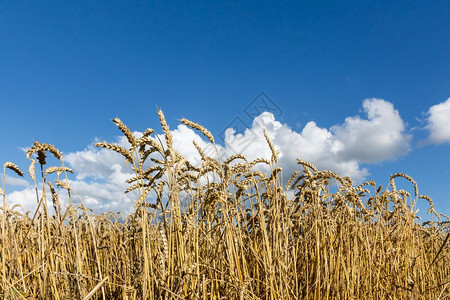 黄金成熟的小麦蓝天背景图片