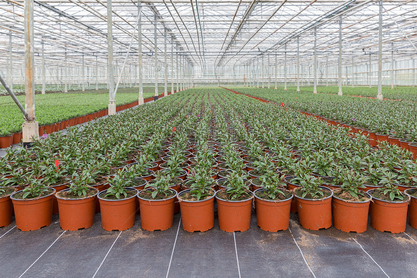 在一个大型荷兰温室种植内物图片