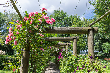 叶结构带有pergola和粉红罗萨的圆形花园背景