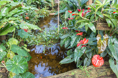有小溪和红法拉米诺花的植物园图片