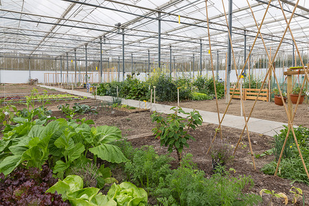荷兰温室有几个小菜园高清图片