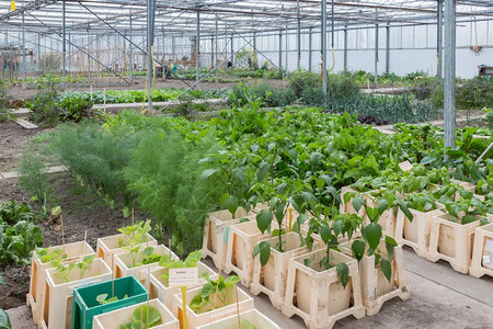 荷兰温室配有几个小型社区分配的花园高清图片