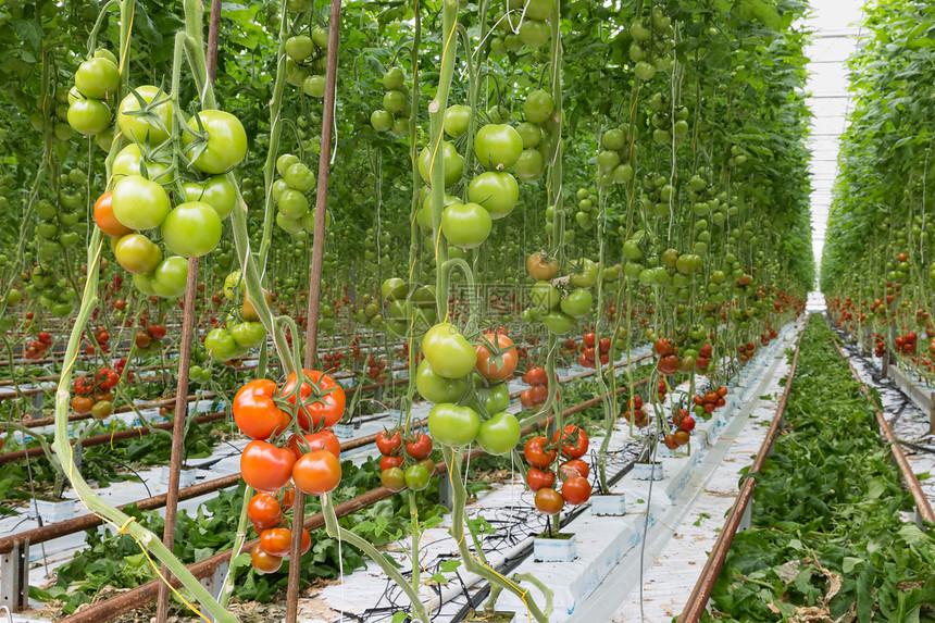 大温室里成熟的番茄图片