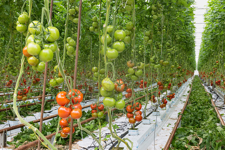 大温室里成熟的番茄高清图片