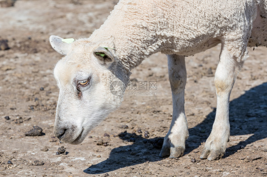 羊头在荷兰农场的切头图片