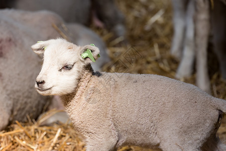 在荷兰羊皮上可爱的小羔出生高清图片素材
