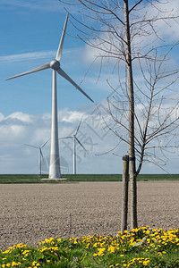 春初荷兰风景光树力涡轮机和犁田条纹图片
