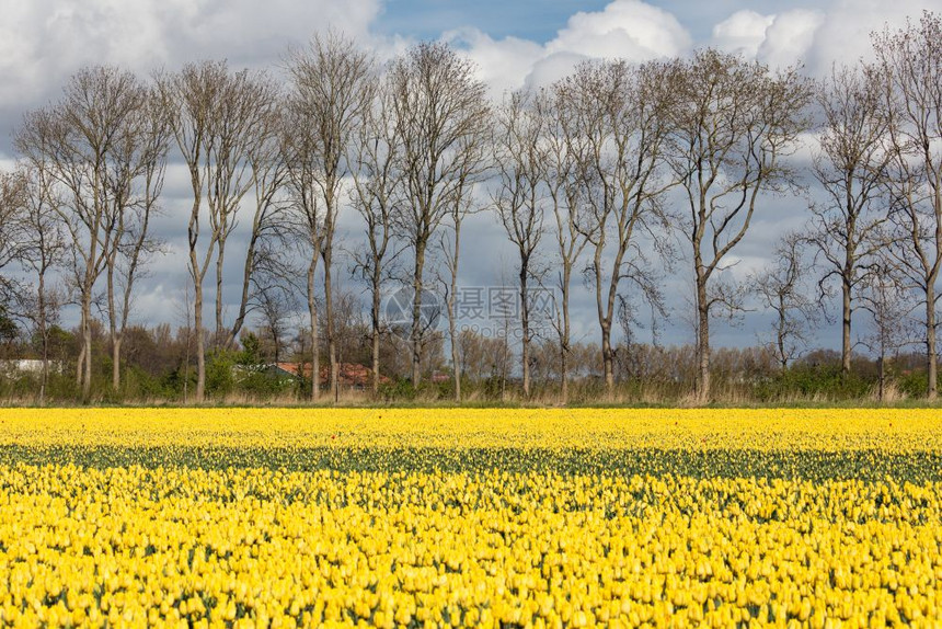 荷兰农田有多彩黄色的郁金地图片