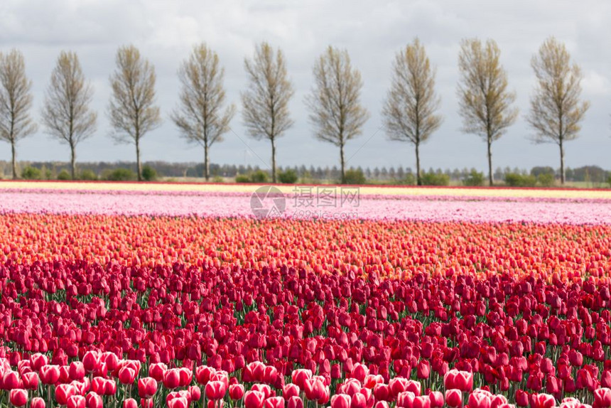 荷兰农田乡村道路和多彩的郁金园图片