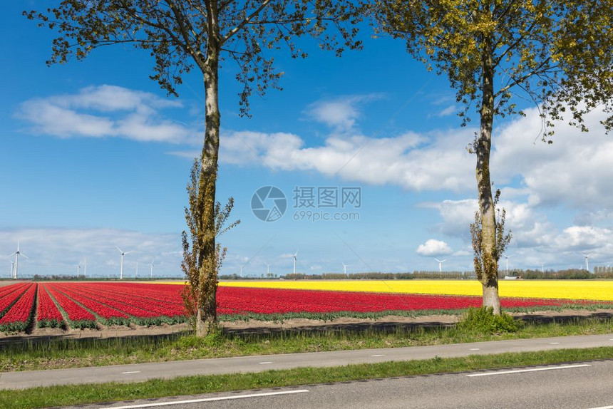 荷兰乡村公路有多彩红色和黄郁金田以及风力涡轮机图片